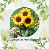 Abono De Aminoácidos Concentrado Para Girasol 