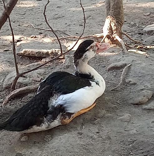 Pato Criollo De Campo De 5 A 6 Meses De Edad  Por Unidad.