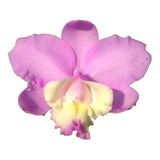 Orquídea Cattleya Loddigesii