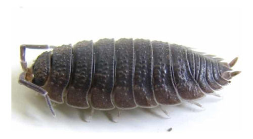 Isopodes Bio Terrário Porcellio Scaber/ Tatuzinho 5 Un