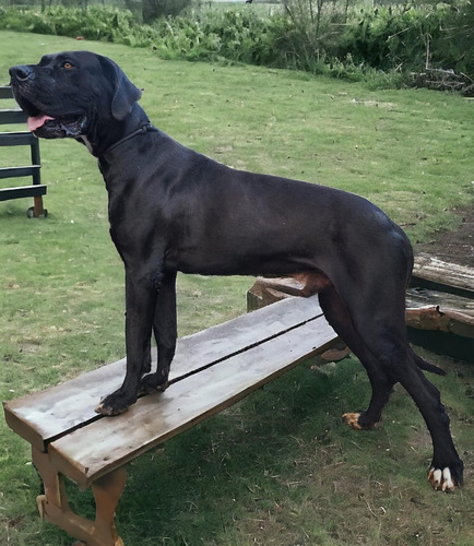 Perro Gran Danés Negro De 1 Año 
