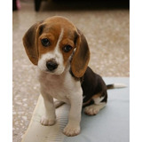 Cachorrito Beagle Perrito Begle Puppy Cachorrito