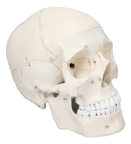 Anatomía, Modelo De Cráneo, Tamaño Natural, Multipropósito,