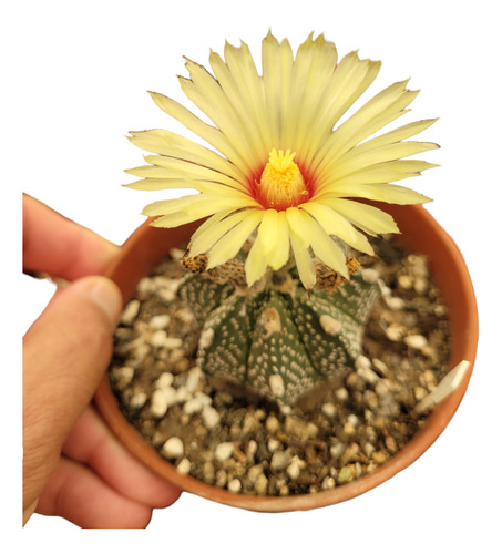 Cactus Astrophytum Miriostigma Nudum 