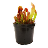 Planta Carnívora Sarracenia X Barbapapa - Swaniana