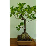 Árbol Bonsái De Ficus Monckii