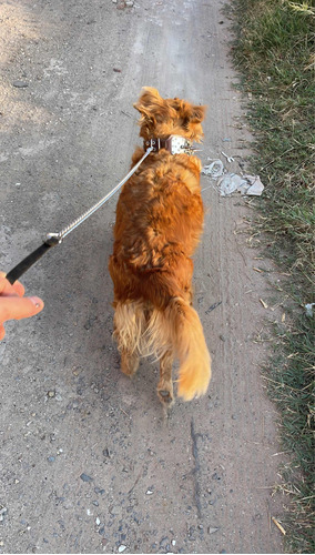 Golden Retriever Perritos