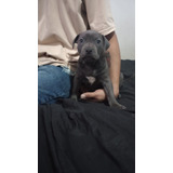 Hermosa Cachorrita Pitbull Blue Gris