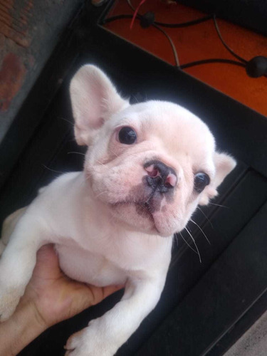 Cachorros Bulldog Francés Manto Blanco Perros Yopal Casanare