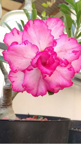 Adenium Rosa Del Desierto Meduza