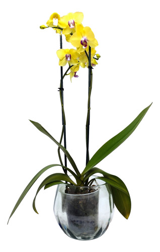 Maceta Para Orquídeas Chica De Vidrio Soplado Con Hoyo