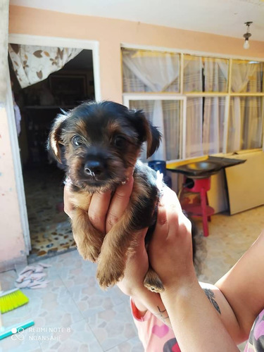 Cachorros Yorkshire Terrier 