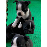 Cachorro Boston Terrier Mini De Los Más Bellos Fca