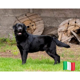 Labrador Retriever Importado De Europa (italia). Para Monta.
