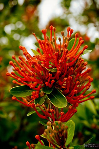 Espectaculares Árboles De Notro, Flores Rojo Fuego!!!!