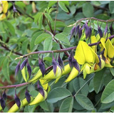 Arbusto Beija Flor Crotalaria Agatiflora Sementes Para Mudas