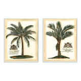 Stupell Home Dcor British Colonial Palms  Juego De 2 Pl...
