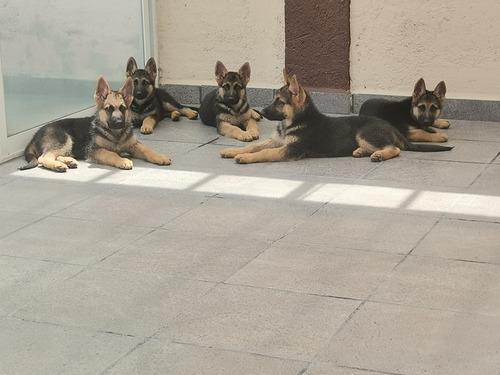 Cachorros Pastor Aleman