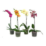 Orquídea Phalaepnosis  Variedad Multiflora