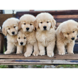 Golden Retriever Cachorros