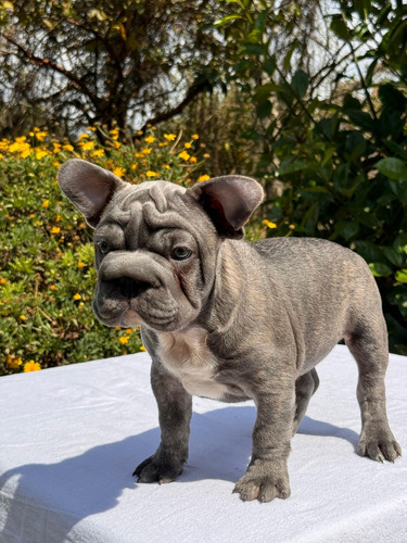 Cachorro Bulldog Francés Big Rope Med, Bog, Cali Animalpets