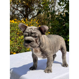 Cachorro Bulldog Francés Big Rope Med, Bog, Cali Animalpets