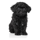 Cachorro Caniche Mini Toy Negro 010