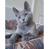 Russian Blue (azul Russo)