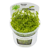 Bacopa Monnieri In Vitro Plant Farm