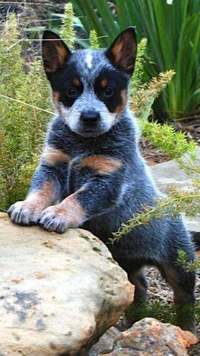 Pastor Ganadero Australiano Cachorros Calidad