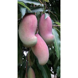 Mango Cuma Arbolitos Para Maceta Enanizados Pre Bonsai Raro 