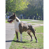 Bull Terrier De Calidad Indiscutida Macho Disponible 