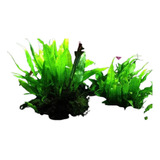 Planta Para Aquario Microsorum Pteropus Kits 10 Mudas