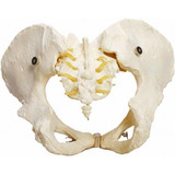 Esqueleto Pélvico, Anatomia Pelve Feminina