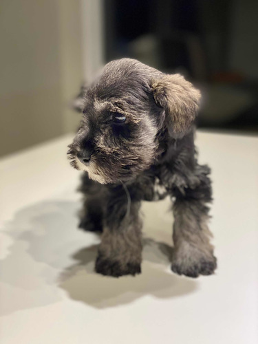 Schnauzer Sal Y Pimienta Con Papeles De Fca