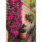 Hiedra Rita Artificial Rama Jardin Vertical Muro Flores