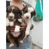 Cachorros Border Collie Chocolate Inscritos Kennel Club