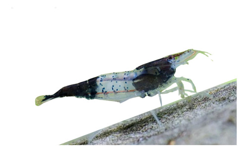 Neocaridina Blue Carbon Rili 5 Unidades Gambas De Agua Dulce