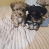 Cachorros Yorkipoo