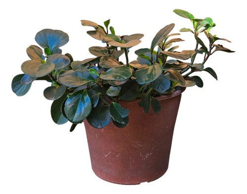 Peperomia Grande 