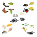 Butterfly Spider Bee Ladybug Life Cycle Figurines
