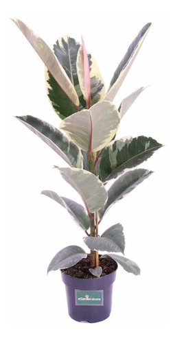 Ficus Elástica Tineke Variegata P17 Planta Exótica E Rara