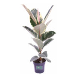 Ficus Elástica Tineke Variegata P17 Planta Exótica E Rara