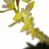 Micro Mini Orquídea Anathallis Rubens Planta Adulta Rara