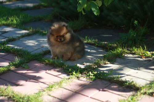 Magnánimo Pomerania Pedigri Chip Garantía De Vida 12