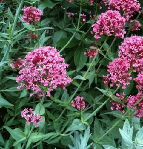 Plantas De Valeriana, Centranthus Ruber