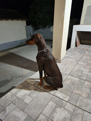 Filhotes De Doberman 