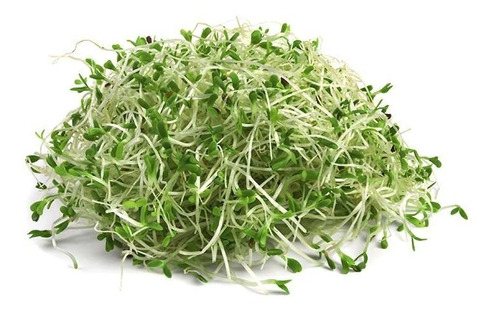 Semillas De Alfalfa Pampeana X 1 Kg. Natural Para Brotes