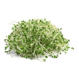 Semillas De Alfalfa Pampeana X 1 Kg. Natural Para Brotes