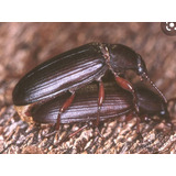 Escarabajos De Tenebrio X 20 Reproductores Alimento Vivo